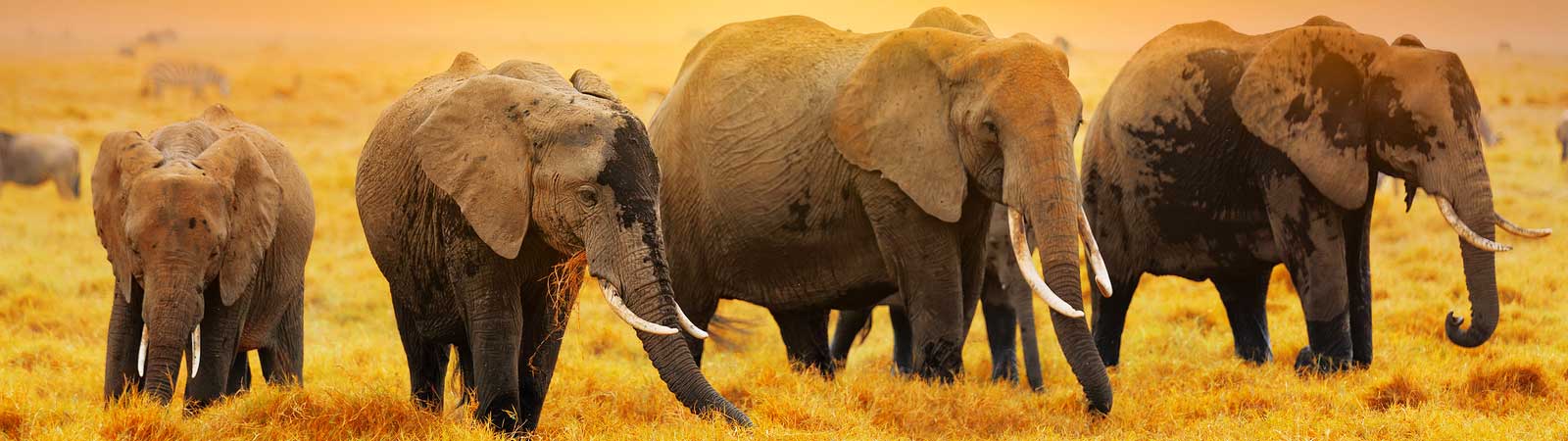 African Safari Tours