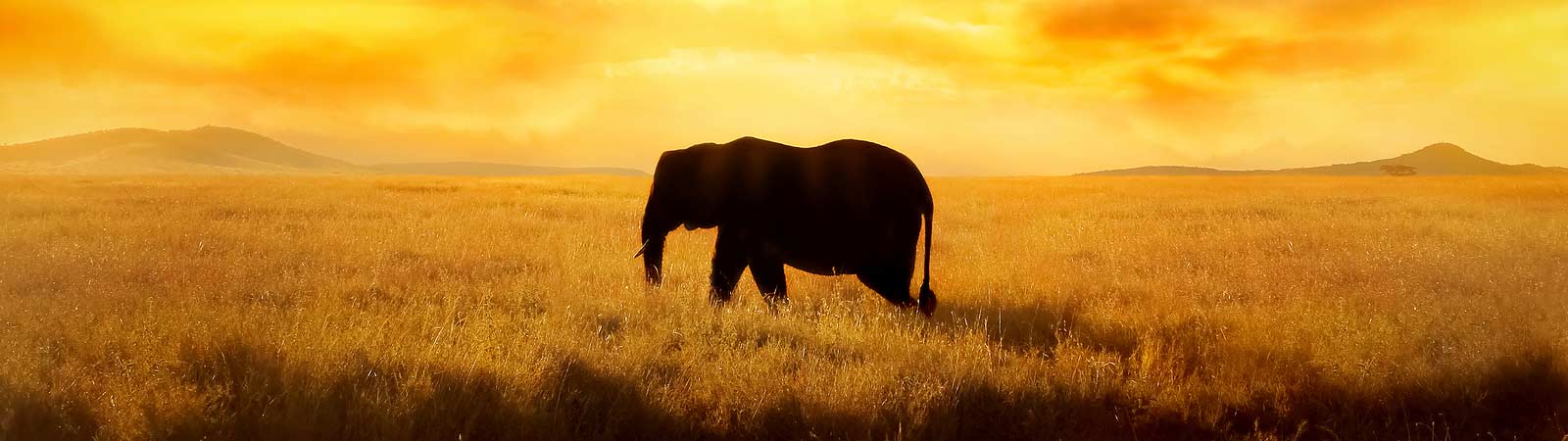 African Safari Tours