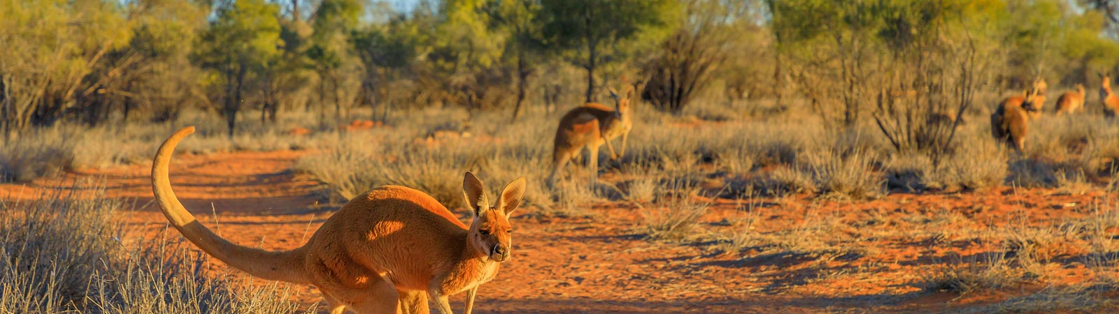 Australia Vacations
