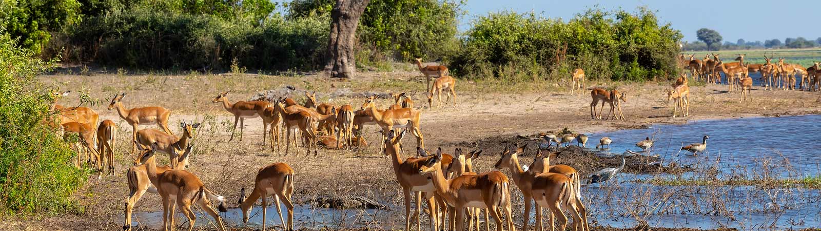 Africa Tours