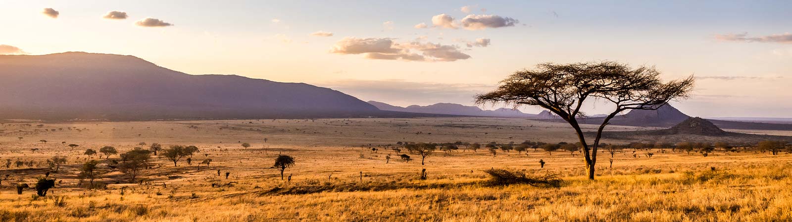 Panorama view of the beautiful African savannah on a Kenya safari