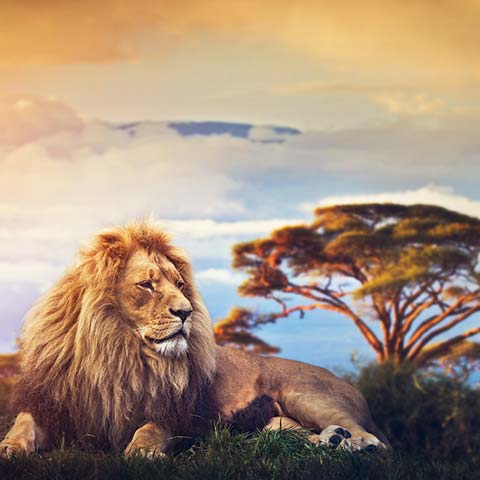View magnificent lions on a South Africa safari tour