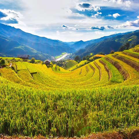 Paddy rice terraces in the Vietnamese countryside that can be seen on a Vietnam tour of Southeast Asia
